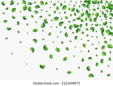 Forest Leaf Swirl Vector Transparent Background. Organic Foliage Banner. Mint Leaves Wind Template. Greens Fly Poster.