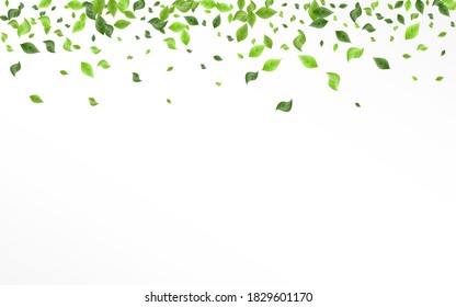 Forest Leaf Swirl Vector White Background Brochure. Abstract Leaves Wallpaper. Mint Foliage Forest Design. Greenery Realistic Template.