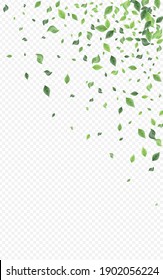 Forest Leaf Tea Vector Transparent Background Illustration. Swirl Greenery Border. Green Leaves Tree Banner. Foliage Fresh Brochure.