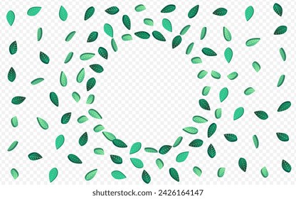 Forest Leaf Tea Vector Transparent Background Background. Transparent Leaves Poster. Mint Foliage Organic Template. Greens Wind Concept.