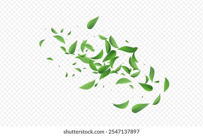 Forest Leaf Tree Vector Transparent Background Illustration. Swirl Greens Border. Mint Foliage Nature Design. Leaves Herbal Branch.