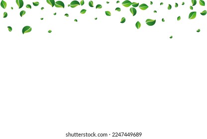 Forest Leaf Tree Vector White Background. Swirl Greens Illustration. Green Foliage Transparent Design. Leaves Nature Template.