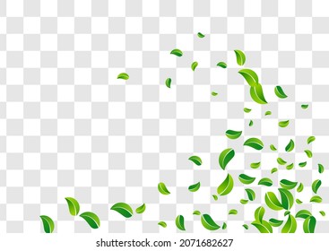 Forest Leaf Forest Vector Transparent Background Concept. Blur Greens Design. Green Foliage Fresh Brochure. Leaves Flying Wallpaper.