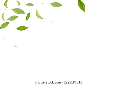 Forest Leaf Wind Vector White Background Poster. Herbal Greens Template. Mint Foliage Ecology Plant. Leaves Forest Wallpaper.