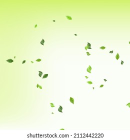 Forest Leaves Abstract Vector Green Background Wallpaper. Fresh Leaf Plant. Grassy Foliage Realistic Poster. Greenery Wind Concept.