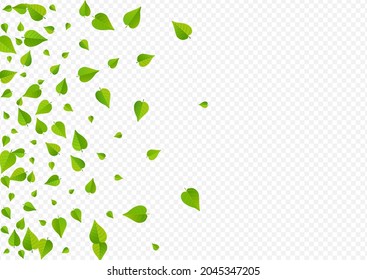 Forest Leaves Abstract Vector Transparent Background Plant. Fly Greens Poster. Lime Foliage Realistic Template. Leaf Forest Pattern.