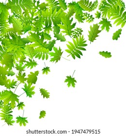 Der Wald hinterlässt schöne Vektorhintergründe. Pflanzenwuchs-Makro. Rowan und Eichenblätter Muster. Pflanzenbiologisches Konzept. Frische, florale rustikale Kulisse.