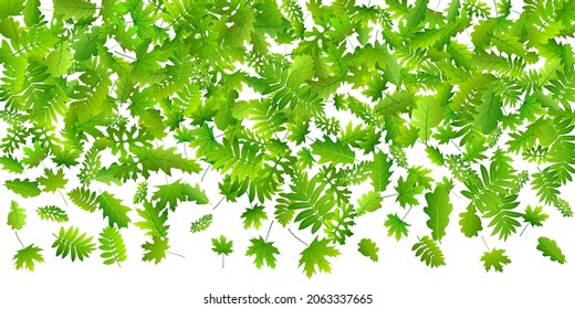 Forest leaves bright vector background. Herbarium forest foliage closeup. Rowan and maple leaves falling. Herbal natural design. Fresh floral lush backdrop.