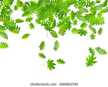 El bosque deja una brillante ilustración vectorial. Macroescala del follaje forestal realista. Las hojas de roble y roble están aisladas. Fondo ecológico herbal. Los elementos de la planta son un bello telón de fondo.