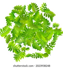 Forest leaves delicate vector illustration. Herbarium forest foliage closeup. Rowan and oak leaves isolated. Botanical organic design. Agriculture vibrant backdrop.