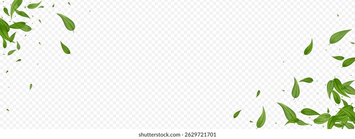 Forest Leaves Ecology Vector Panoramic Transparent Background Plant. Tree Leaf Illustration. Lime Foliage Wind Template. Greens Realistic Design.