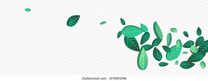 Forest Leaves Falling Vector Panoramic Transparent Background Illustration. Forest Greens Border. Mint Leaf Transparent Poster. Foliage Tea Background.