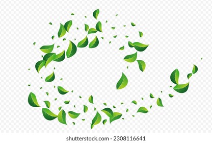 Forest Leaves Falling Vector Transparent Background. Forest Foliage Poster. Lime Leaf Motion Border. Greens Herbal Branch.