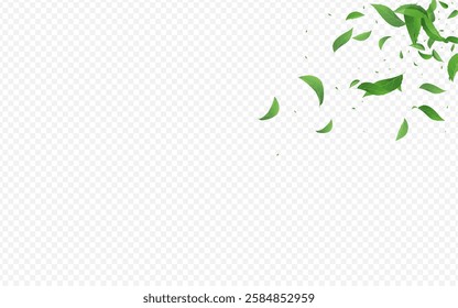 Forest Leaves Falling Vector Transparent Background Banner. Herbal Leaf Border. Mint Foliage Organic Brochure. Greens Tree Poster.