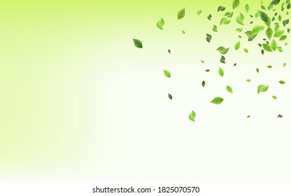 Forest Leaves Fly Vector Green Background Pattern. Fresh Foliage Banner. Mint Greenery Organic Plant. Leaf Abstract Border.