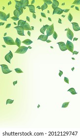 Forest Leaves Fly Vector Green Background Backdrop. Ecology Leaf Concept. Lime Foliage Blur Design. Greenery Forest Brochure.