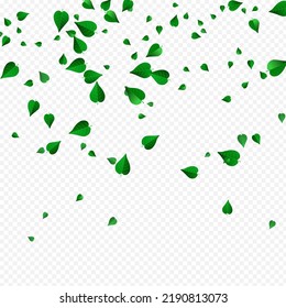 Bosque deja un vector volador con fondo transparente. Ilustración de follaje ecológico. Diseño de movimiento Grassy Greens. Fondo De Vuelo De Hojas.