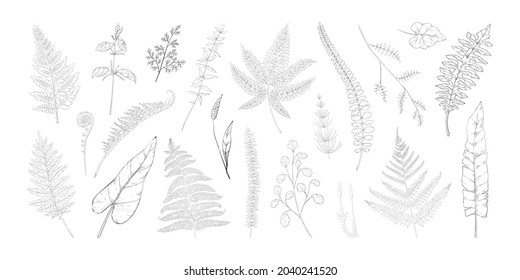 Forest leaves. Hand drawn fern foliage. Grass and bushes greenery. Vintage botanical sketch with bourgeon and sprout. Natural black and white elements set. Vector graphic flora templates
