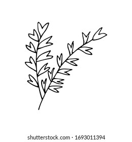 Forest leaves hand drawn vector. autumnal garden leaf Isolated on white background. Botanical forest plants or september october tree foliage