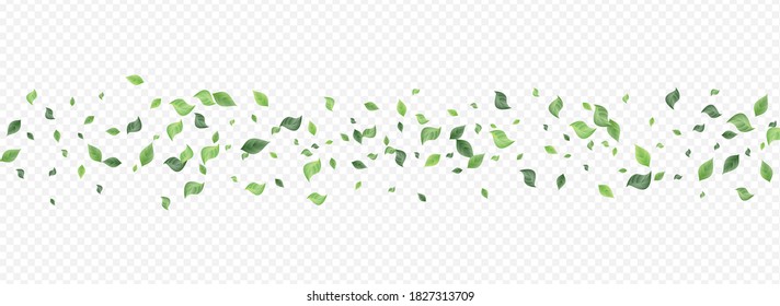 Forest Leaves Herbal Vector Panoramic Transparent Background Pattern. Motion Foliage Design. Mint Leaf Abstract Template. Greenery Falling Banner.