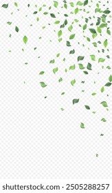 Forest Leaves Herbal Vector Transparent Background Brochure. Abstract Greenery Branch. Olive Leaf Tea Illustration. Foliage Forest Banner.