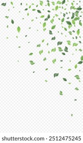 Forest Leaves Herbal Vector Transparent Background Brochure. Abstract Greenery Branch. Olive Leaf Tea Illustration. Foliage Forest Banner.