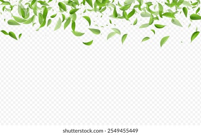 Forest Leaves Herbal Vector Transparent Background Border. Ecology Foliage Backdrop. Green Greens Motion Illustration. Leaf Falling Plant.