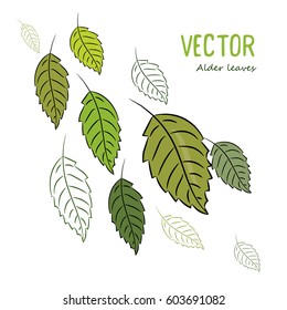Forest leaves, isolated on white, vector illustration eps-10