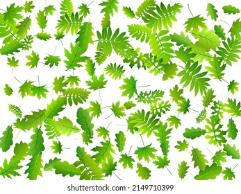 Forest leaves lush vector composition. Realistic forest foliage macro. Rowan and oak leaves isolated. Botanical organic wallpaper. Plant elements vivid vector.