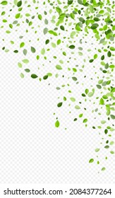 Forest Leaves Motion Vector Transparent Background. Herbal Leaf Backdrop. Mint Foliage Flying Banner. Greens Swirl Illustration.