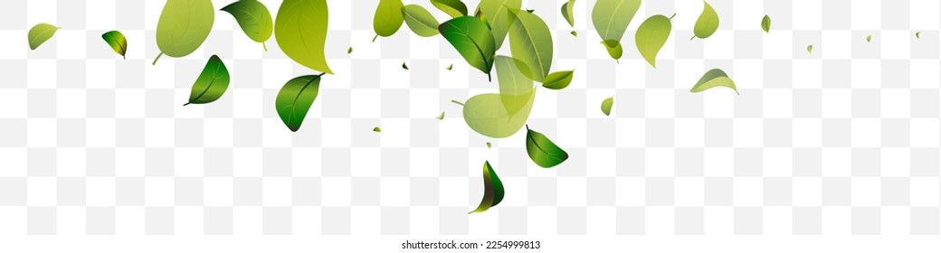 Forest Leaves Motion White Transparent Panoramic Vector Background Banner. Organic Greens Wallpaper. Mint Leaf Fresh Backdrop. Foliage Realistic Plant.