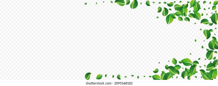 Forest Leaves Nature Vector Panoramic Transparent Background. Forest Foliage Banner. Mint Leaf Fly Pattern. Greens Falling Design.