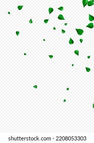 Forest Leaves Nature Vector Transparent Background Banner. Tea Foliage Branch. Swamp Greens Wind Backdrop. Leaf Herbal Wallpaper.
