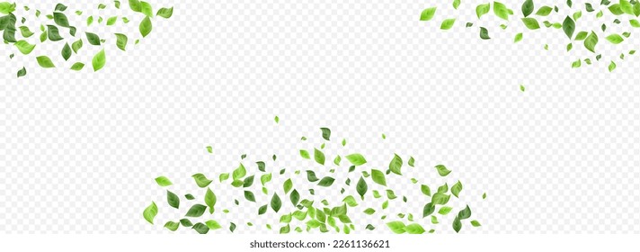 Selva deja el vector orgánico panorámico transparente póster de fondo. Rama de Foliage herbal. Folleto de desenfoque de la hoja de papel. Papel de fondo verde para el viento.