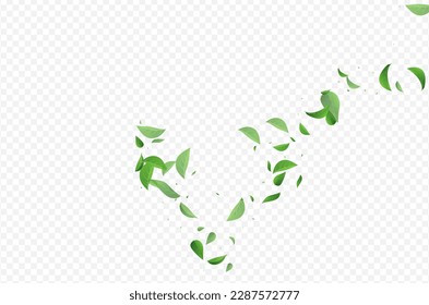 Forest Leaves Organic Vector Transparent Background Wallpaper. Falling Leaf Pattern. Mint Greens Fresh Design. Foliage Herbal Brochure.