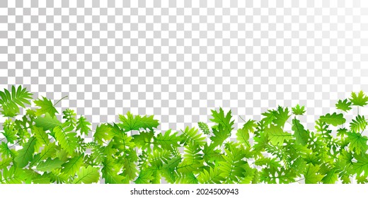 Forest leaves rustic vector wallpaper. Herbarium forest foliage macro. Mix of many different leaves isolated. Herbal eco wallpaper. Ecology lush vector.