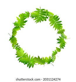 Forest leaves simple vector illustration. Realistic forest foliage macro. Rowan and maple leaves isolated. Botanical organic illustration. Plant elements rustic vector.