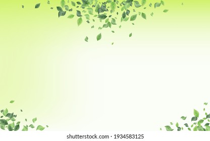 Forest Leaves Spring Vector Green Background Pattern. Realistic Foliage Design. Olive Leaf Tree Template. Greenery Swirl Poster.