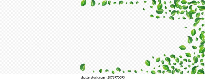 Forest Leaves Spring Vector Panoramic Transparent Background. Falling Foliage Illustration. Mint Greens Realistic Poster. Leaf Transparent Banner.