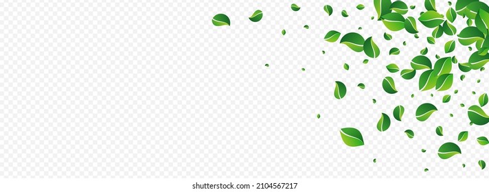 Forest Leaves Spring Vector Panoramic Transparent Background. Ecology Leaf Template. Olive Foliage Transparent Border. Greens Fly Poster.