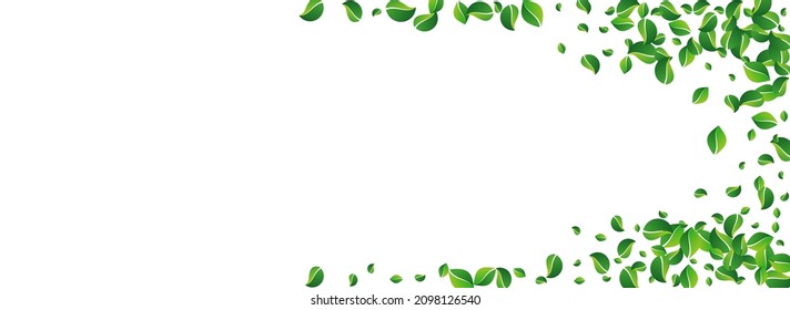 Forest Leaves Swirl Vector Panoramic White Background. Ecology Greens Pattern. Mint Foliage Herbal Poster. Leaf Transparent Plant.