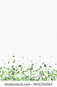 Bosque Deja Banner De Fondo Transparente Para El Vector De Té. Resumen de la Ilustración de Verdor. Plantilla Orgánica Mint Leaf. Folleto de vuelo de follaje.