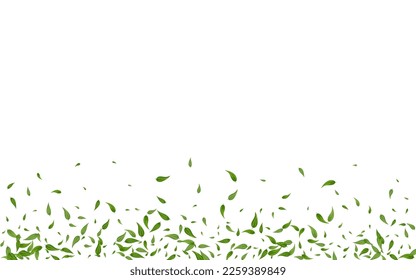 El bosque deja la plantilla de fondo blanco del vector de té. Papel tapiz de Foliage abstracto. Fondo Realista De Mint Leaf. Rama Forestal Verde.