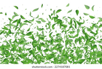 Forest Leaves Tea Vector White Background Banner. Realistic Leaf Border. Grassy Foliage Organic Template. Greens Nature Poster.
