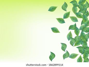 Forest Leaves Forest Vector Green Background Border. Organic Foliage Backdrop. Grassy Leaf Ecology Plant. Greenery Flying Poster.
