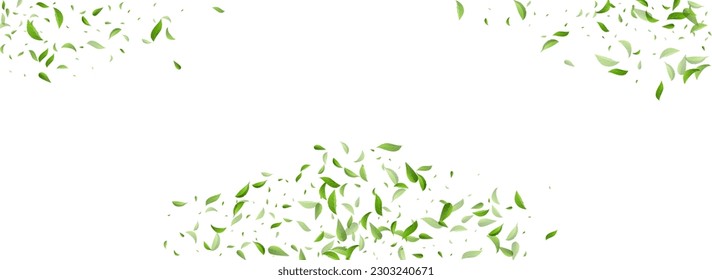 Forest Leaves Forest Vector Panoramic White Background Design. Organic Foliage Illustration. Green Greens Transparent Brochure. Leaf Realistic Backdrop.