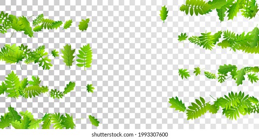 El bosque deja un vibrante fondo vectorial. Macroescala del follaje forestal realista. Hojas de roble y roble volando. Ilustración natural botánica. Vector floral fresco y sutil.