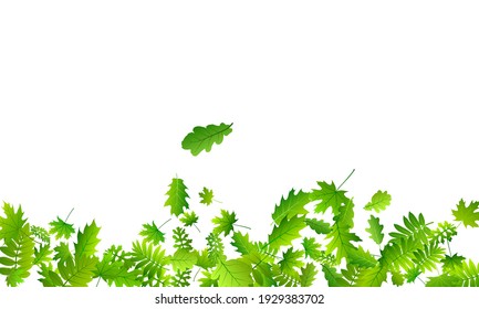 Forest leaves vibrant vector design. Tropical forest foliage macro. Rowan and oak leaves isolated. Botanical organic wallpaper. Ecology abstract backdrop.