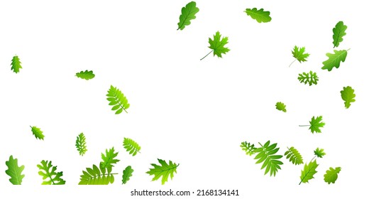 Forest leaves vibrant vector design. Herbarium forest foliage closeup. Oak and maple leaves falling. Herbal organic concept. Farm plantation subtle backdrop.