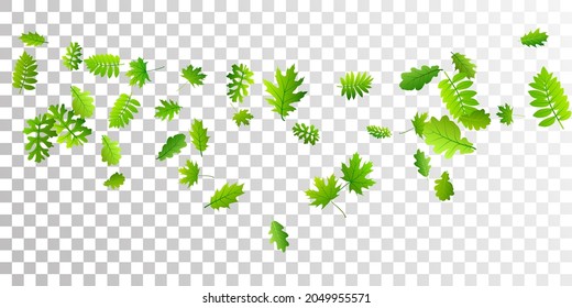 Forest leaves vivid vector composition. Wild forest foliage macro. Rowan and oak leaves flying. Botanical organic wallpaper. Environmental lush vector.